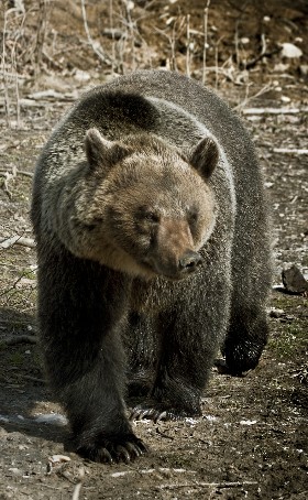 Bärenbeobachtung: Karpatenbär