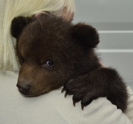 Bär in den rumänischen Karpaten