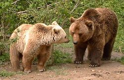 Bear sanctuary Zarnesti