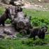 Bears at the hide in the forest