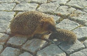 Wildtiere in den Karpaten