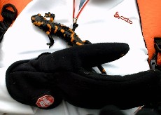 Ein Feuersalamander